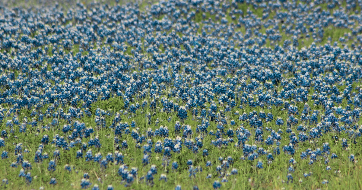 A field filled with Texas bluebonnets